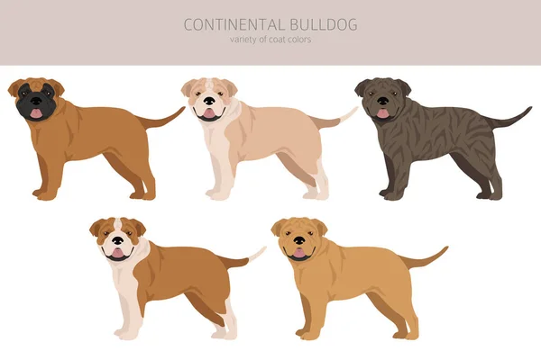 Continental Bulldog Clipart Different Poses Coat Colors Set Vector Illustration — Wektor stockowy