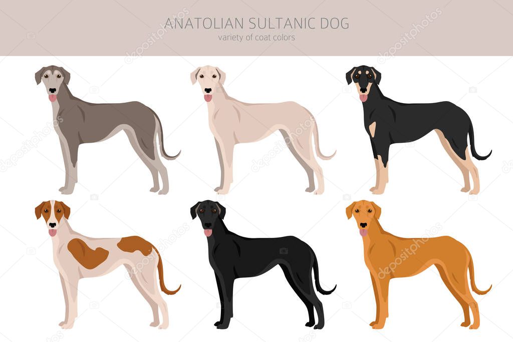 Anatolian Sultanic dog. Turkish greyhound clipart. Different poses, coat colors set.  Vector illustration