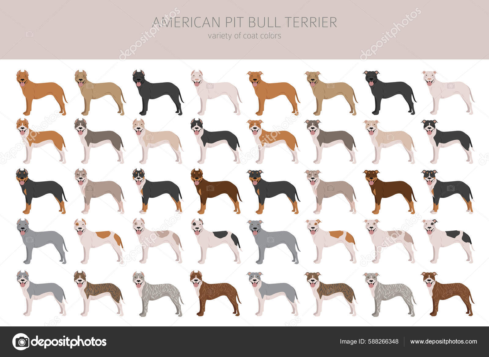 American Pit Bull Terrier Cães Clipart Variedades Cor Infográfico