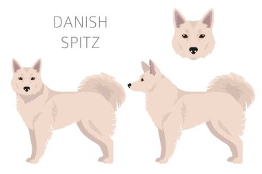 Danimarkalı Spitz Clipart. Farklı pozlar, farklı renkler. Vektör illüstrasyonu