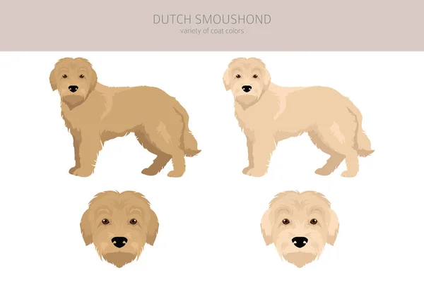 Dutch Smoushond Clipart Inglés Distintas Poses Colores Del Abrigo Establecidos — Vector de stock
