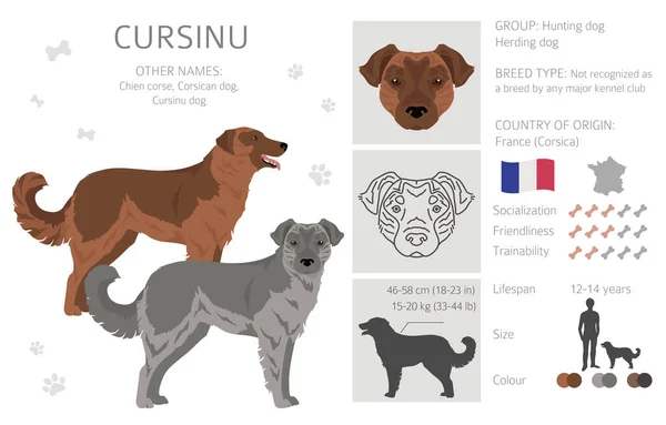 Cursinu Dog Clipart Different Poses Coat Colors Set Vector Illustration — 图库矢量图片