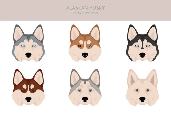 Alaskański Husky Clipart Różne Pozy Zestaw Kolorów Płaszcza Ilustracja Wektora — Wektor stockowy