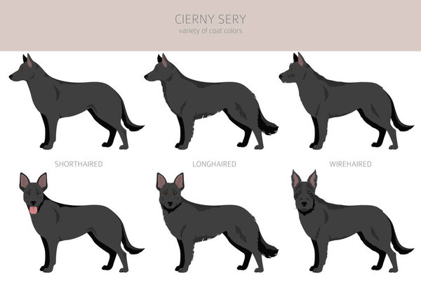 Cierny Sery clipart. Different poses, coat colors set.  Vector illustration