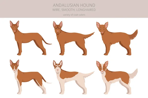 Andalusian Hound Clipart Different Poses Coat Colors Set Vector Illustration — Stock vektor