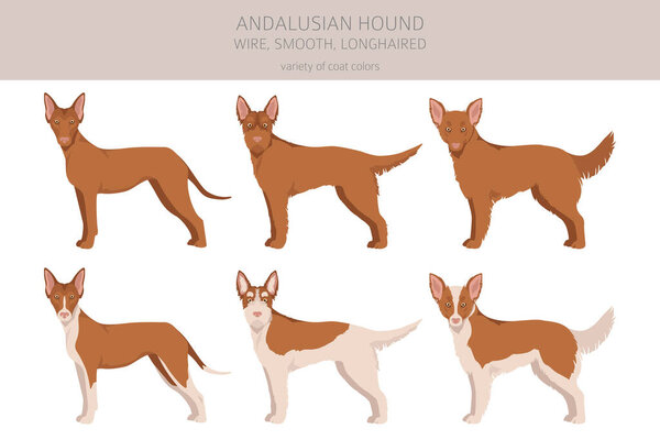 Andalusian hound clipart. Different poses, coat colors set.  Vector illustration