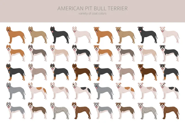 American Pitbull Teriér Pes Clipart Barevné Odrůdy Infografie Vektorová Ilustrace — Stockový vektor