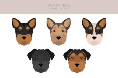Armant dog clipart. Different poses, coat colors set. vector illustration