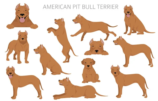 Amerikan Pitbull Teriyeri Köpekleri Kapışır Renk Çeşitleri Bilgi Vektör Illüstrasyonu — Stok Vektör