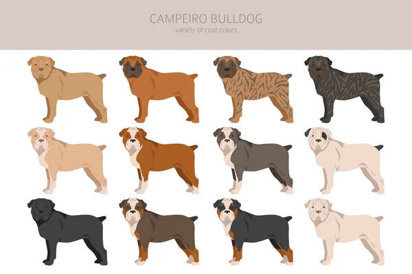 Campeiro Bulldog Clipart Different Poses Coat Colors Set Vector Illustration — 图库矢量图片