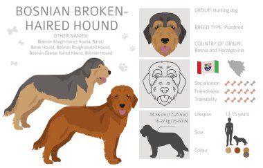 Bosnian broken-haired Hound clipart. Different coat colors and poses set.  Vector illustration