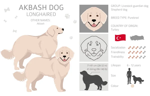 Akbash Dog Longhaired Clipart Different Poses Coat Colors Set Vector - Stok Vektor