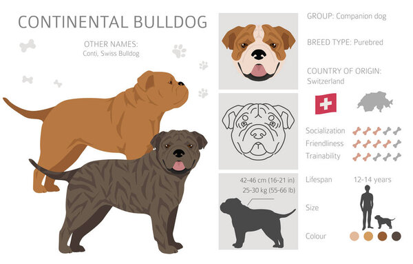 Континентальный бульдог. Разные позы, набор цветов пальто. Векторная иллюстрация