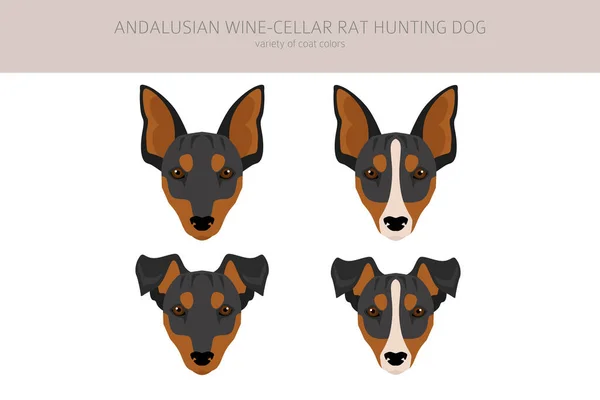 Andalusischen Weinkeller Rattenjagd Hund Clipart Verschiedene Posen Festgelegte Fellfarben Vektorillustration — Stockvektor