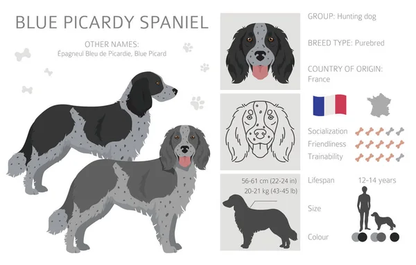 Blue Picardy Spaniel Clipart Different Coat Colors Poses Set Vector - Stok Vektor