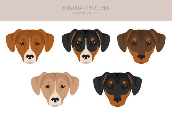 Austrian Pinscher Clipart Different Poses Coat Colors Set Vector Illustration — ストックベクタ