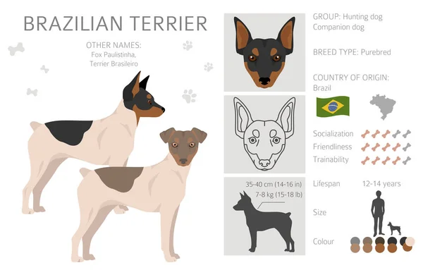 Brazilian Terrier Clipart Different Coat Colors Poses Set Vector Illustration — ストックベクタ