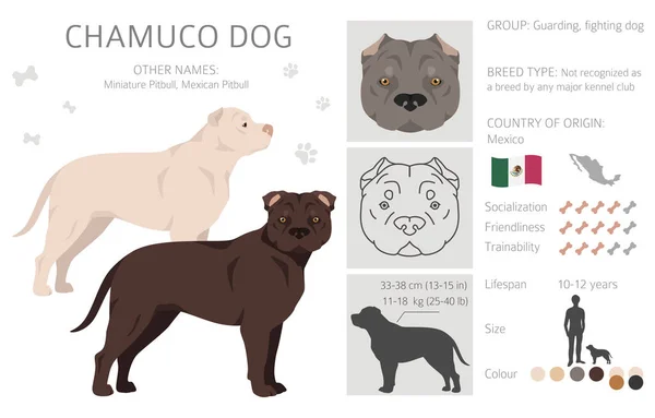 Chamuco Dog Clipart Different Poses Coat Colors Set Vector Illustration — Stockvector