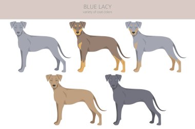 Blue Lacy klipsi. Farklı ceket renkleri ve pozlar. Vektör illüstrasyonu