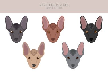 Argentine Pila dog clipart. Different poses, coat colors set. vector illustration