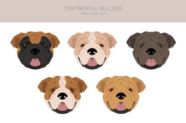 Continental Bulldog clipart. Different poses, coat colors set.  Vector illustration