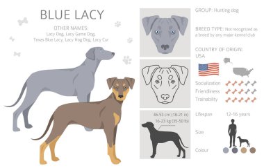 Blue Lacy klipsi. Farklı ceket renkleri ve pozlar. Vektör illüstrasyonu