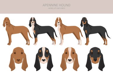 Apennine av köpeği kırpması. Farklı pozlar, farklı renkler. Vektör illüstrasyonu