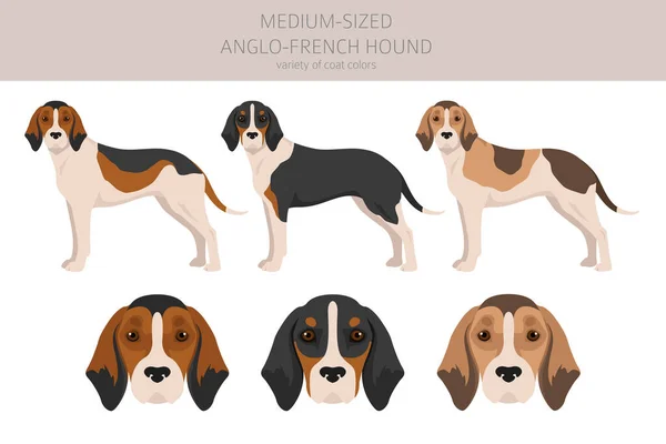 Medium Sized Anglo French Hound Clipart Different Poses Coat Colors — Vector de stock