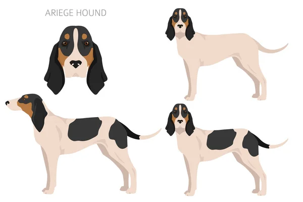 Ariege Hound Clipart Different Poses Coat Colors Set Vector Illustration — 图库矢量图片
