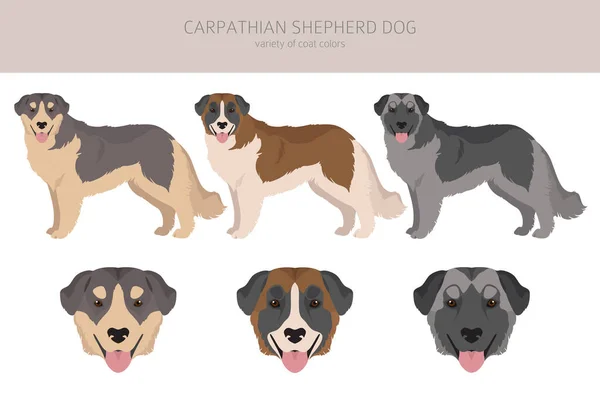 Carpathian Schäferhund Clipart Verschiedene Posen Festgelegte Fellfarben Vektorillustration — Stockvektor