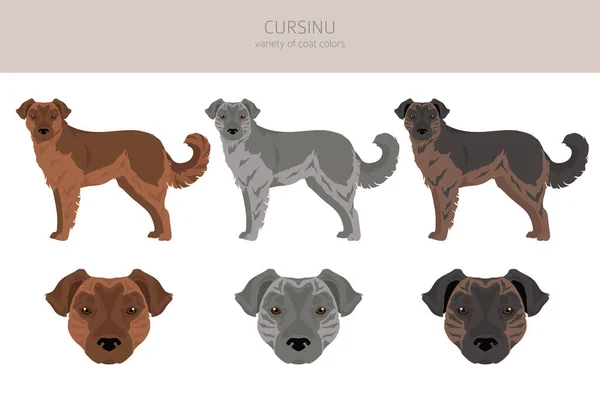 Cursinu Dog Clipart Different Poses Coat Colors Set Vector Illustration — Archivo Imágenes Vectoriales