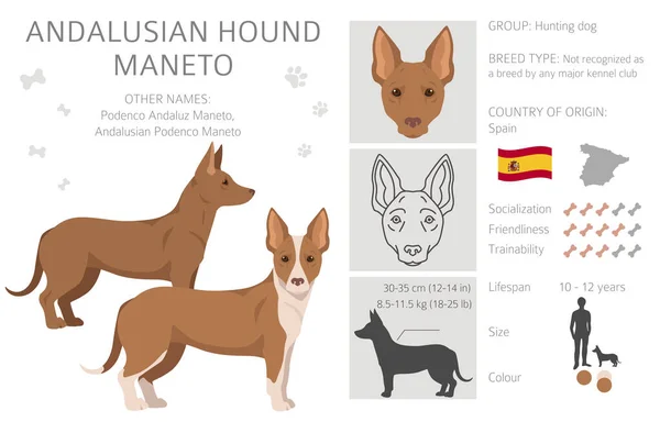 Ανδαλουσιανό Κυνηγόσκυλο Μανέτο Κλιπέτ Διαφορετικές Πόζες Σετ Χρωμάτων Εικονογράφηση Διανύσματος — Διανυσματικό Αρχείο
