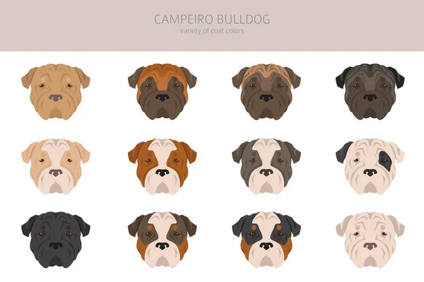 Campeiro Bulldog Clipart Different Poses Coat Colors Set Vector Illustration — Vector de stock