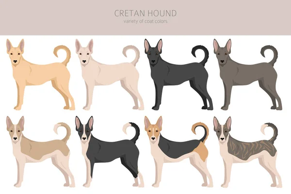 Cretan Hound Clipart Different Poses Coat Colors Set Vector Illustration — 图库矢量图片