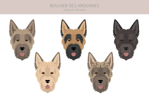 Bouvier Des Ardennes Clipart Diferentes Colores Capa Poses Conjunto Ilustración — Vector de stock