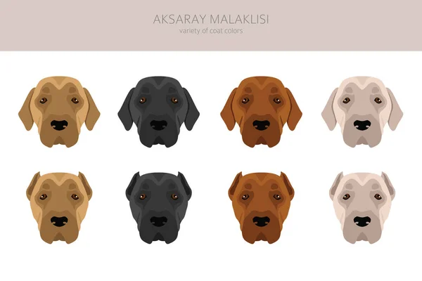 Aksaray Malaklisi Clipart Different Poses Coat Colors Set Vector Illustration — Stok Vektör