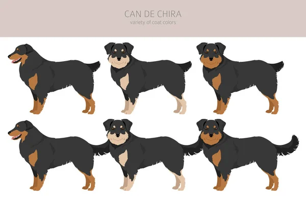 Can Chira Clipart Different Poses Coat Colors Set Vector Illustration — Stok Vektör