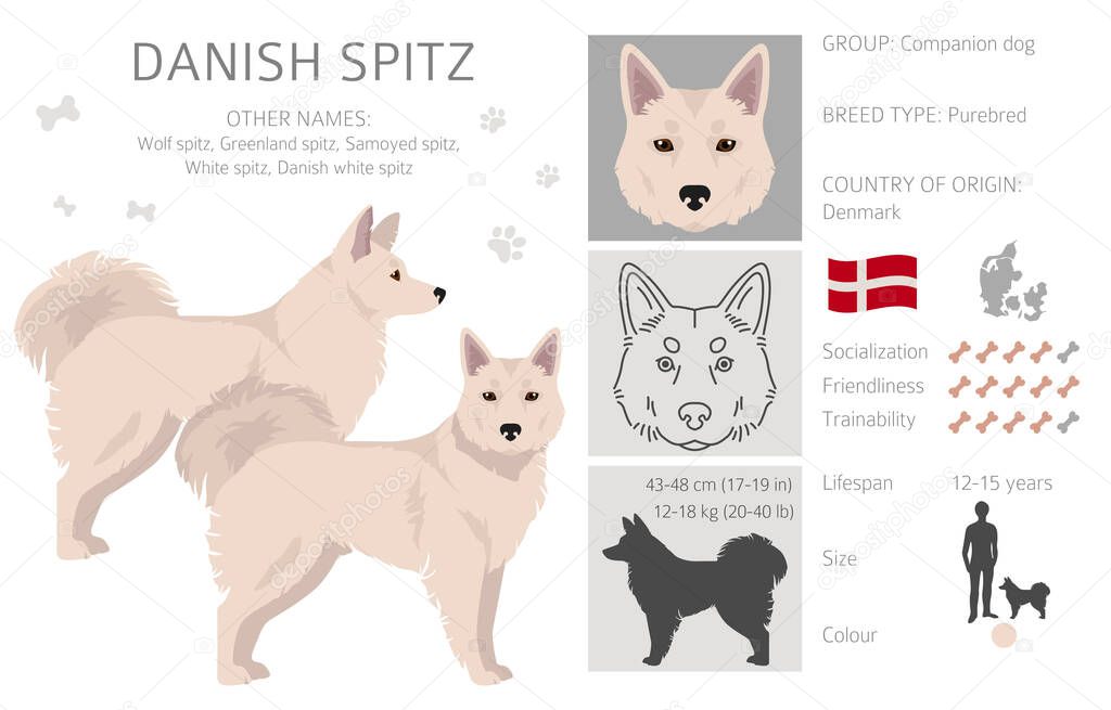 Danish Spitz clipart. Different poses, coat colors set.  Vector illustration