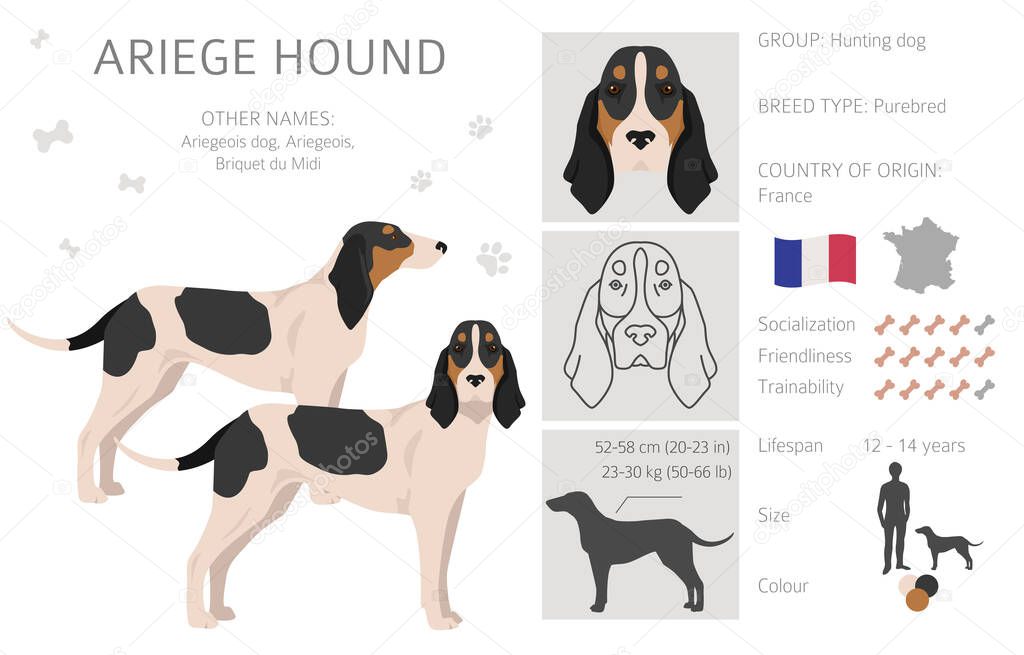 Ariege hound clipart. Different poses, coat colors set. vector illustration
