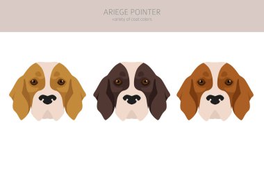 Ariege pointer clipart. Farklı pozlar, farklı renkler. vektör illüstrasyonu