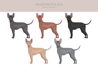 Argentine Pila dog clipart. Different poses, coat colors set. vector illustration