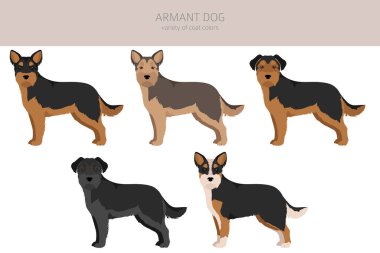 Armant köpek clipart. Farklı pozlar, farklı renkler. vektör illüstrasyonu