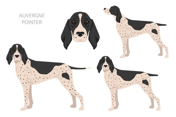 Auvergne Pointer Clipart Different Poses Coat Colors Set Vector Illustration — 图库矢量图片