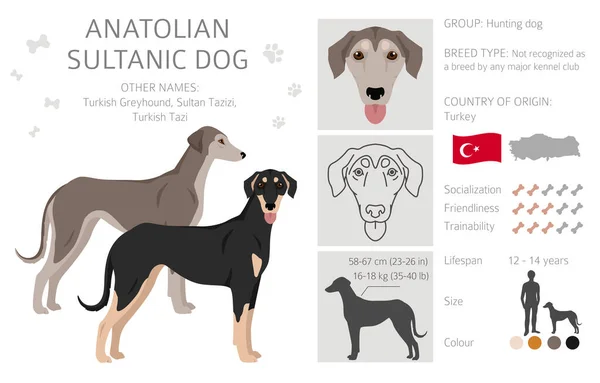 Анатолійський Султанічний Собака Турецька Колісниця Різні Пози Кольорові Фарби Приклад — стоковий вектор