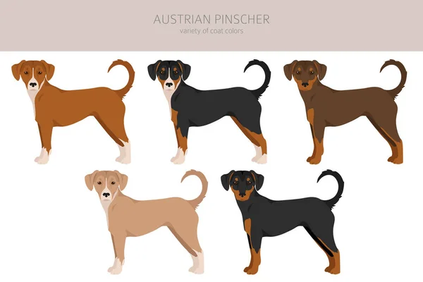 Austrian Pinscher Clipart Different Poses Coat Colors Set Vector Illustration — Vetor de Stock