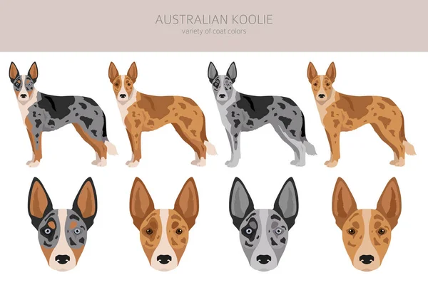 Australian Koolie Clipart Different Poses Coat Colors Set Vector Illustration — ストックベクタ