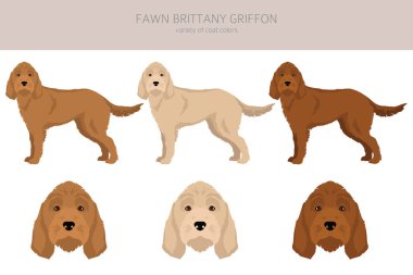 Fawn Brittany Griffon clipart. Different coat colors set.  Vector illustration