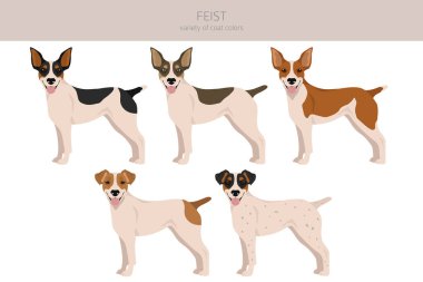 Feist dog clipart. Different coat colors set.  Vector illustration clipart