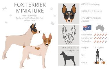 Fox Terrier minyatür klipsi. Farklı ceket renkleri. Vektör illüstrasyonu