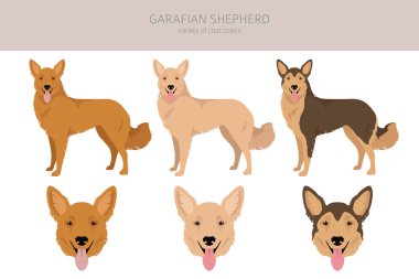 Garafian Shepherd clipart. Different coat colors set.  Vector illustration
